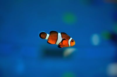 Close-up of clown fish swimming in aquarium