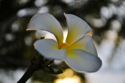 Close-up of flower blooming outdoors