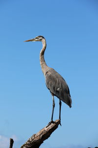 Low angle view of bird perching on a tree