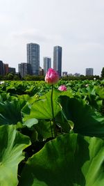 Low angle view of pink flowers blooming in park