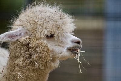 Close-up of a alpaca