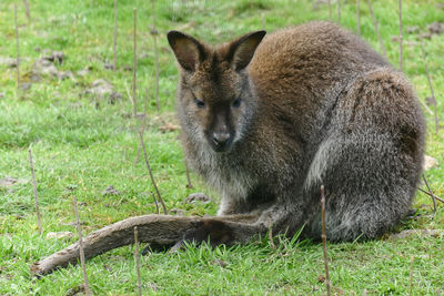 Kangaroo in freedom laying down resting on the grass and enjoying the sun