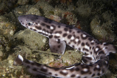 Close-up of fish in sea