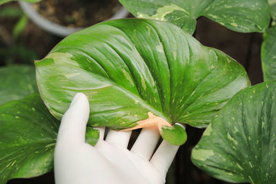 Close-up of green leaves