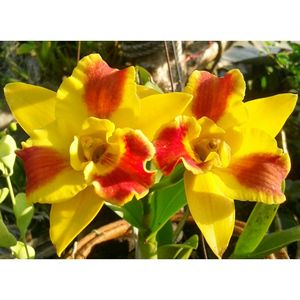 Close-up of yellow flower