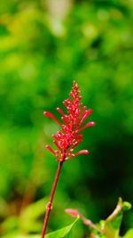 Close-up of red flowering plant