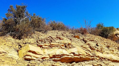 Plants growing on rocks against clear blue sky