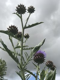 Low angle view of flowering plant against sky