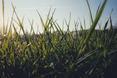 Close-up of crops growing on field against sky