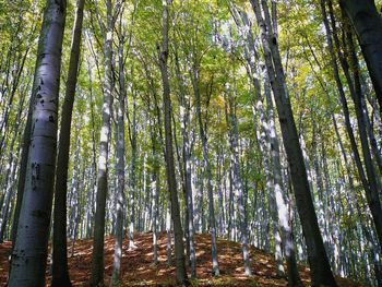 Low angle view of bamboo trees in forest