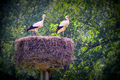 Birds perching on tree