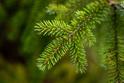 Close-up of green leaves