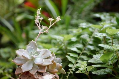 Close-up of white flowering plant