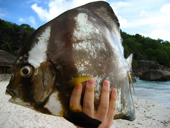 Close-up of hand holding fish in water