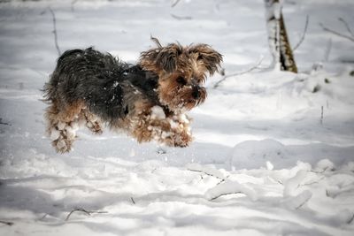Dogs on snow covered field