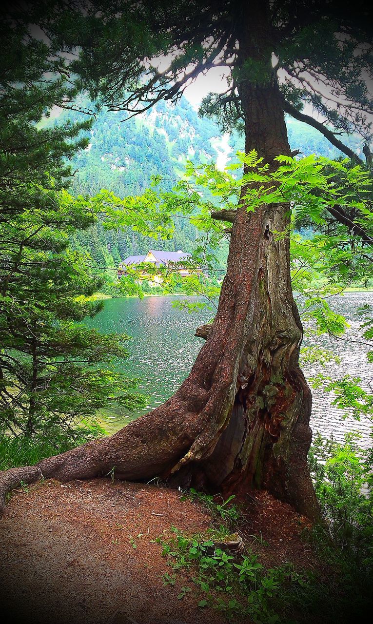 CLOSE-UP OF TREE