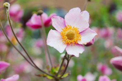 Close-up of pink flowering plants