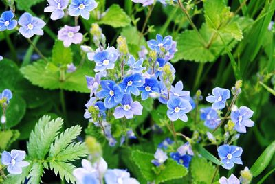 Close-up of purple flowers