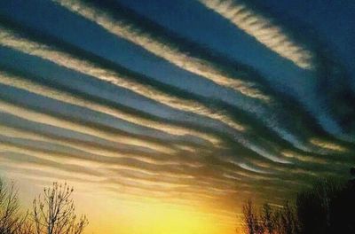 Low angle view of trees against sky at night