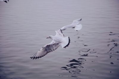Close-up of birds flying over lake