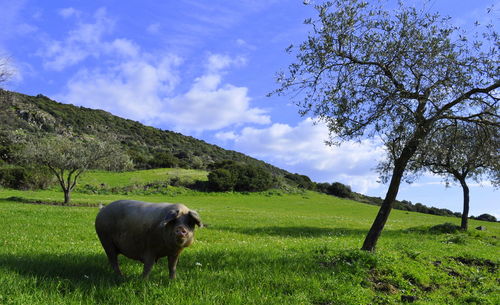 Sheep grazing on field against sky