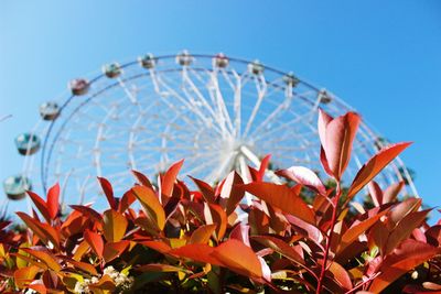 Close-up of plants with ferris wheel in background