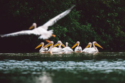 Birds flying over lake