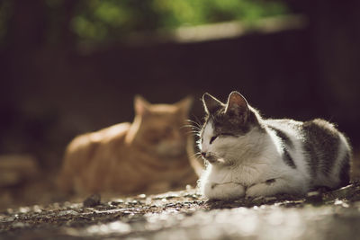 Close-up of cats resting on ground