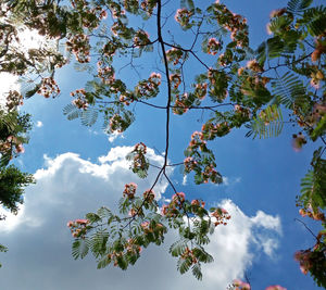 Low angle view of flowering tree against sky