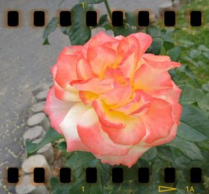 Close-up of roses