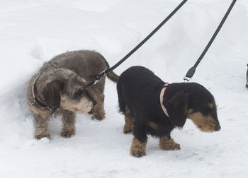 Dog on leash walking in white snow in winter season