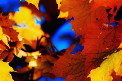 Close-up of yellow maple leaves against blue sky