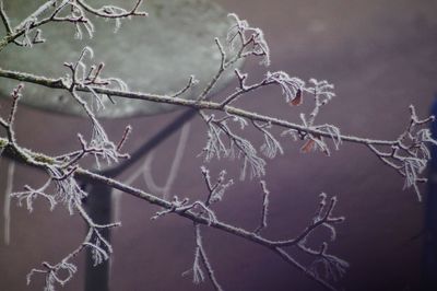 Close-up of twigs against sky