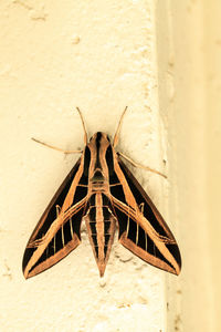 Close-up of insect on wall