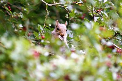 Rodent on plants