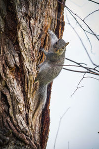 Low angle view of squirrel on tree