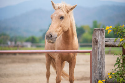 Horse standing in ranch