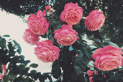 Close-up of rose bouquet