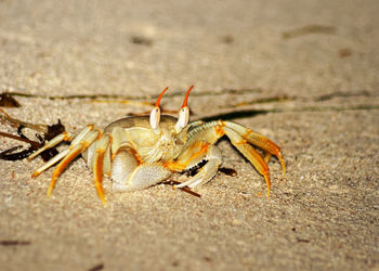Close-up of a colorful rider crab on the beach, shot with light source