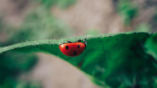 Close-up of ladybug on leaf