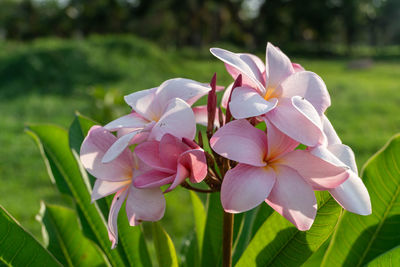 Close-up of pink flowering plant