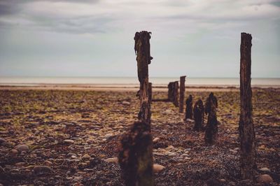 Close-up of wooden posts on beach against sky