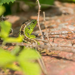 Close-up of butterfly perching on plant