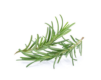 Close-up of leaves against white background