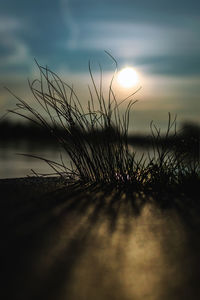 Close-up of silhouette plants on field against sky during sunset