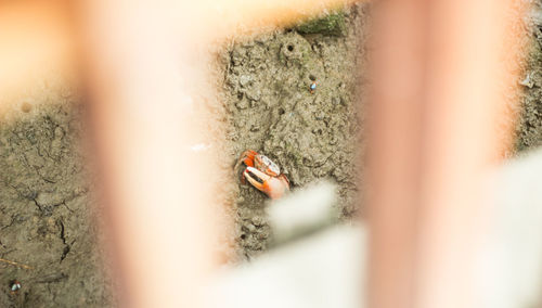 Close-up of plant against blurred background