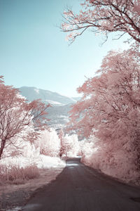 Infrared photograph of rural scene 