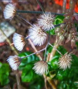 Close-up of flower against blurred background