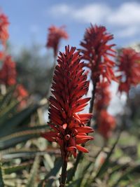 Close-up of red flowering plant