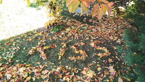 High angle view of flowers on autumn leaves